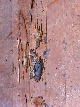 White Oak Hardwood Floor Termite Damage Repair Laguna Beach photo 2
