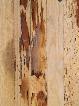 White Oak Hardwood Floor Termite Damage Repair Laguna Beach photo 3